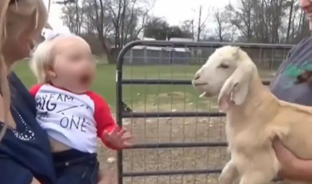 La enternecedora escena, protagonizada por la bebé y la cabrita, logró obtener miles de reproducciones en poco tiempo. Foto: captura de TikTok La enternecedora escena, protagonizada por la bebé y la cabrita, logró obtener miles de reproducciones en poco tiempo. Foto: captura de TikTok