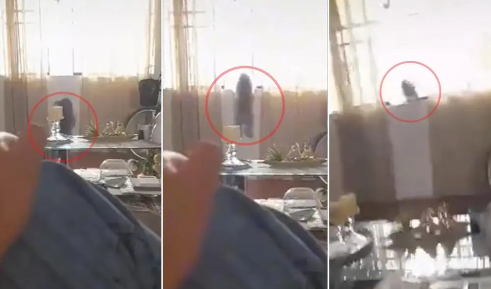 La viral escena publicada en redes sorprendió a miles de usuarios, quienes reaccionaron con divertidos comentarios. Foto: captura de TikTok