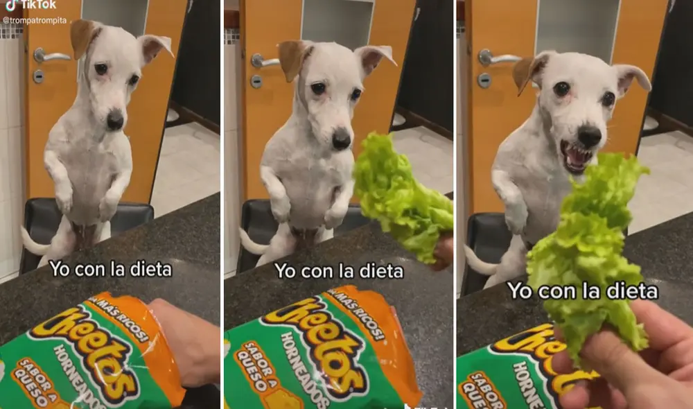 Miles de usuarios no han parado de reír con estas imágenes. Foto: captura de TikTok Miles de usuarios no han parado de reír con estas imágenes. Foto: captura de TikTok