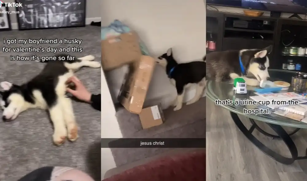 El husky mostró sus encantos a su nueva cuidadora con sus divertidas travesuras. Foto: captura de TikTok El husky mostró sus encantos a su nueva cuidadora con sus divertidas travesuras. Foto: captura de TikTok