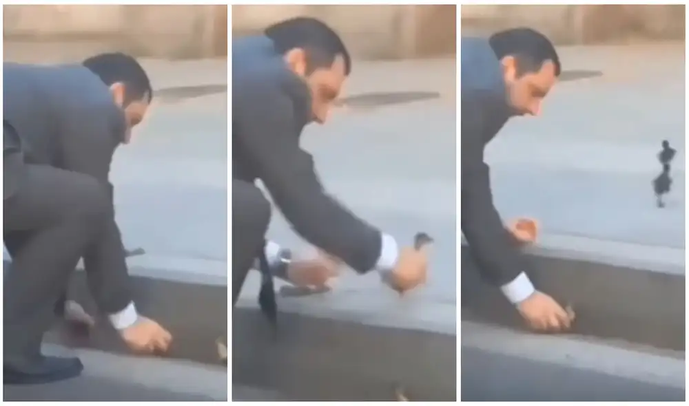 Conductor detiene su vehículo para ayudar a patitos a cruzar la calle de manera segura. Foto: captura de TikTok. Conductor detiene su vehículo para ayudar a patitos a cruzar la calle de manera segura. Foto: captura de TikTok.