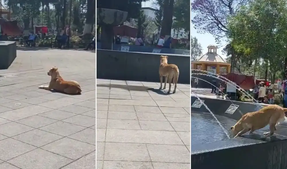 La viral escena cautivó a miles de usuarios en las redes, quienes pidieron ver más contenido del perrito callejero. Foto: captura de TikTok La viral escena cautivó a miles de usuarios en las redes, quienes pidieron ver más contenido del perrito callejero. Foto: captura de TikTok