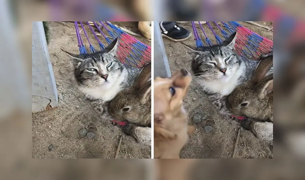 La dulce escena consiguió más de 195.000 reproducciones en la red social. Foto: captura de TikTok