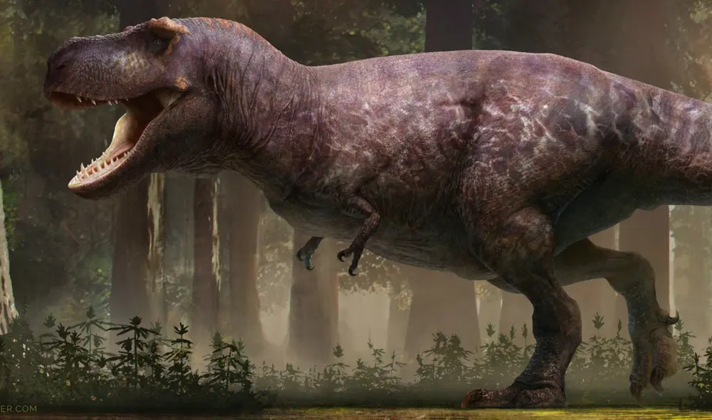 Haciendo una analogía de las proporciones del T. Rex con el ser humano, es como si un hombre de 1.80 metros de altura tuviera brazos de apenas 13 centímetros. Foto: RJ Palmer / Twitter