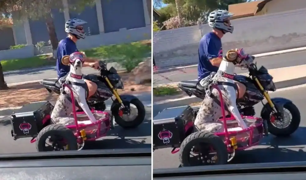 El usuario @wafflesxp suele compartir a través de sus redes las ocurrencias y los momentos divertidos que pasa junto a su mascota. Foto: captura de Facebook