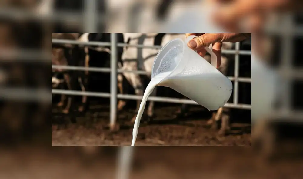 La leche contiene calcio, vitamina A y vitaminas del complejo B, proteínas, fósforo, además de cobre, ácido nicotínico, vitamina C y D y hierro.Foto: EFE