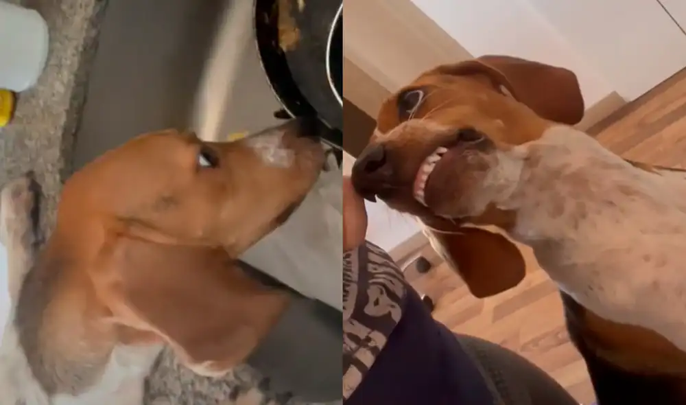 El perrito tuvo un comportamiento divertido cada vez que su dueña lo regañaba. Foto: captura de TikTok