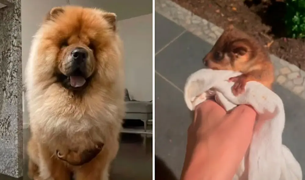 Un can encontró al indefenso animal en medio de su patio, por lo que se acercó para ayudarlo y formaron una relación especial al instante. Foto: captura de YouTube