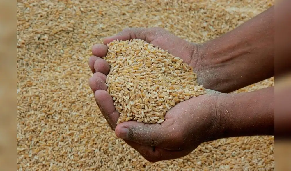 El precio de los cereales aumentó en un 17,1% en marzo. Foto: Andina.