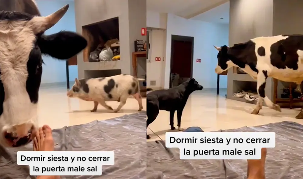 El video cuenta con más de dos millones de visualizaciones. Foto: captura de TikTok