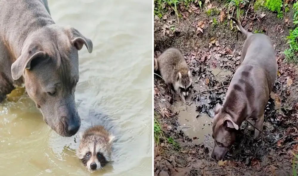 Esta tierna historia logró conmover a miles de usuarios en las redes sociales. Foto: captura de YouTube