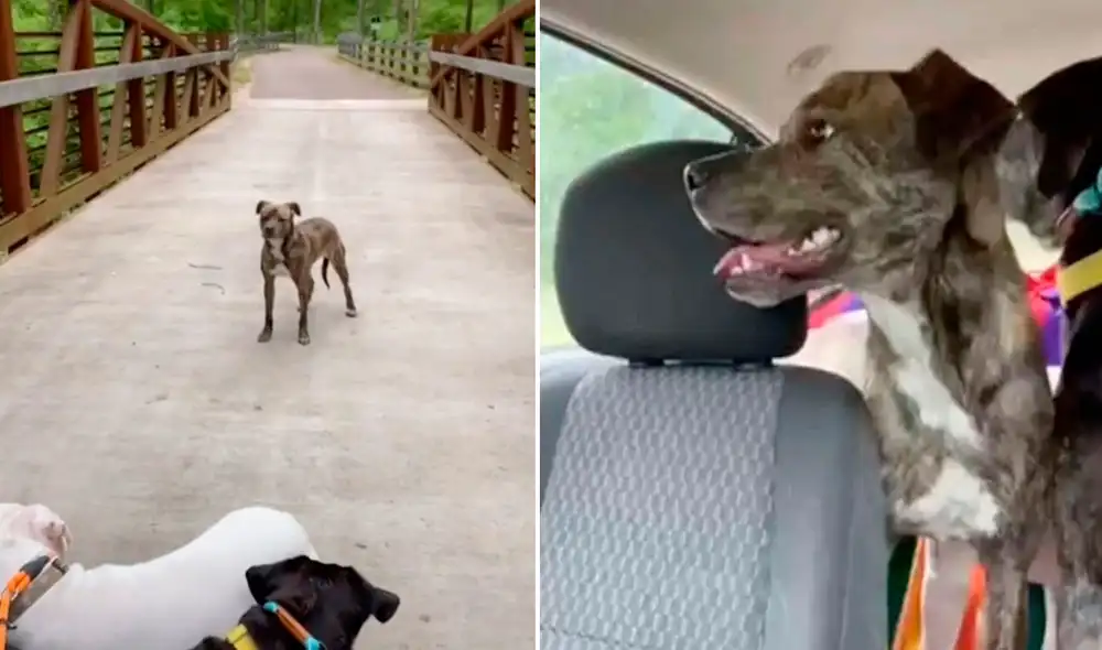 La emotiva historia de este perrito logró volverse viral en las redes sociales. Foto: captura de TikTok