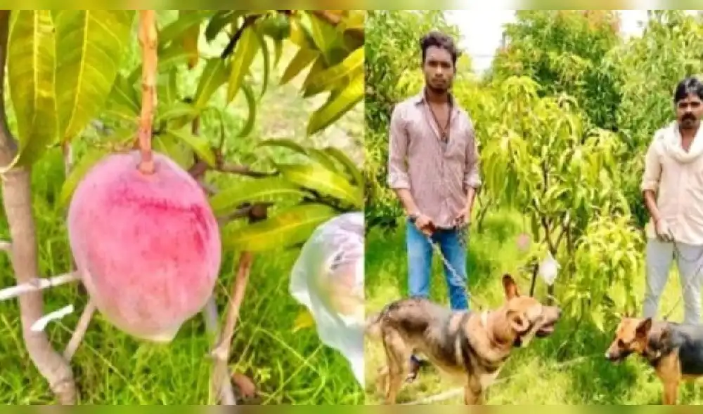 El mango japonés miyazaki es considerado la variedad de mango más cara del mundo. Foto: Clarín