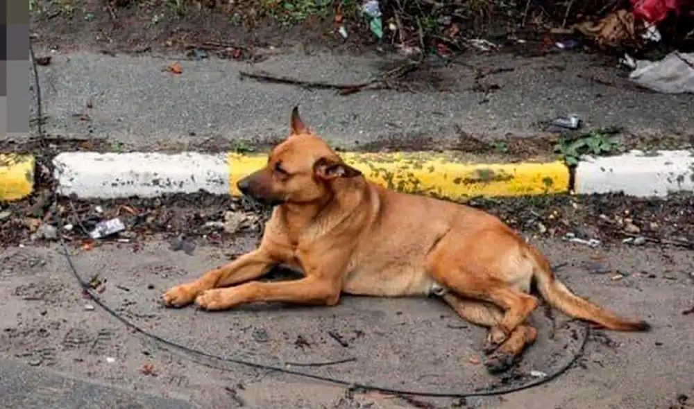 La desgarradora imagen dio la vuelta al mundo y miles quedaron conmocionados por los daños que viene dejando la guerra. Foto: captura de Twitter