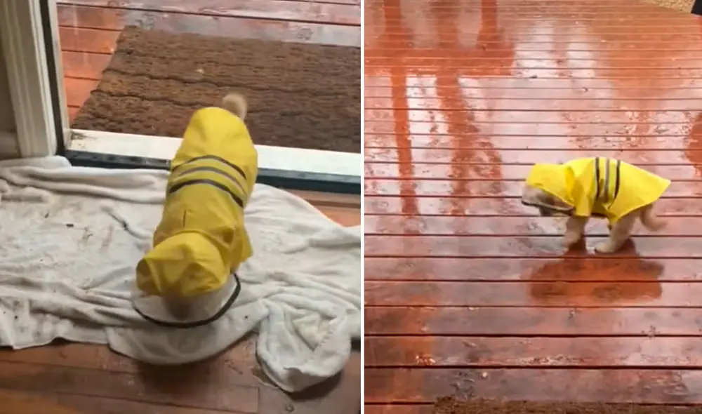 Miles de usuarios quedaron cautivados con la tierna reacción del can. Foto: captura de TikTok