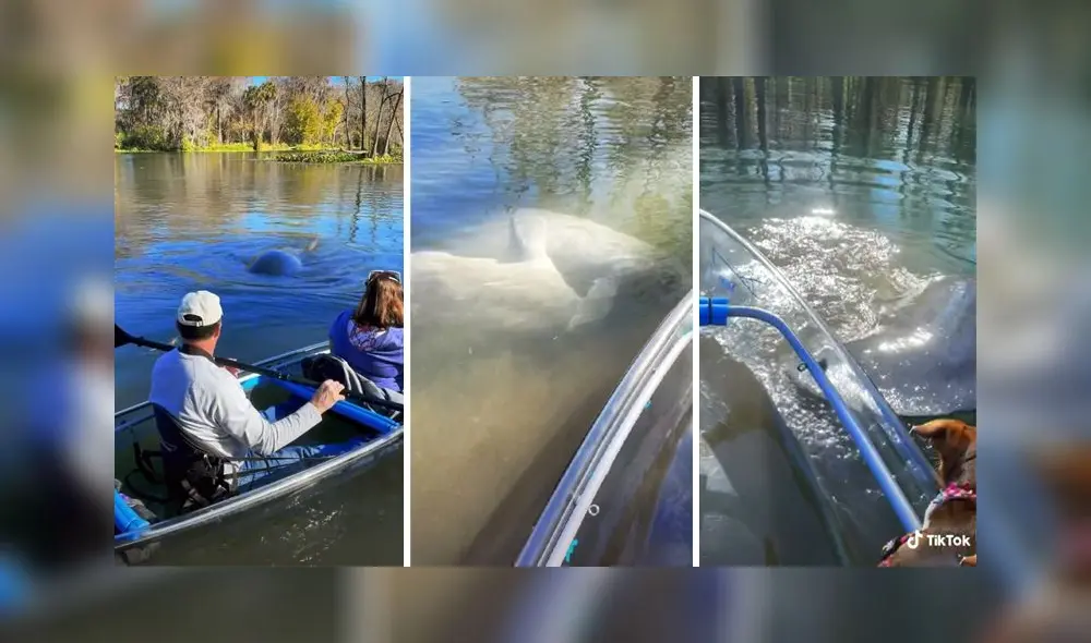 La grabación consiguió más de 25 millones de reproducciones. Foto: TikTok La grabación consiguió más de 25 millones de reproducciones. Foto: TikTok