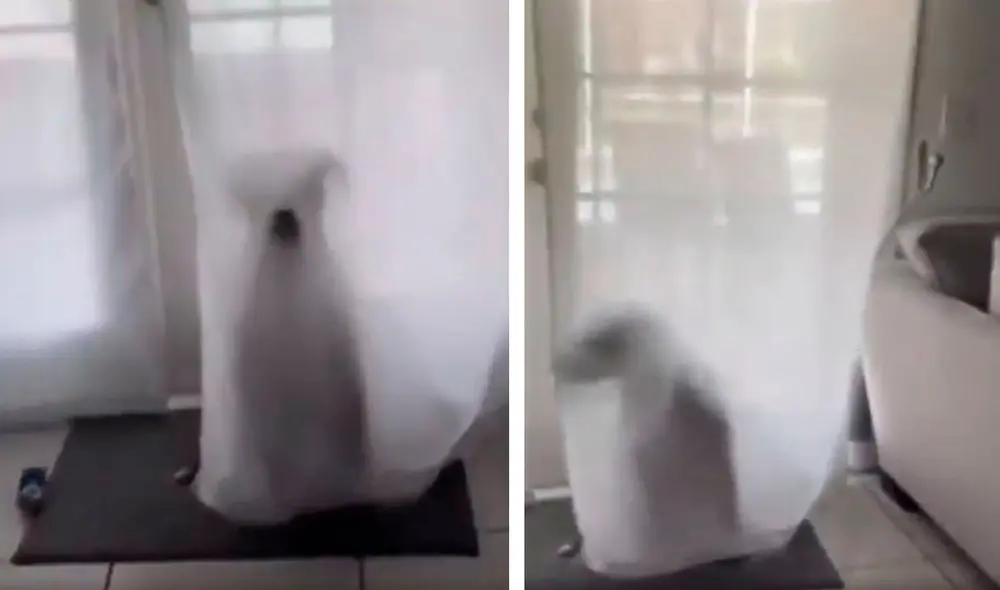 Un joven se puso a buscar a su mascota por el interior de su hogar, sin imaginar que este iba a elegir un singular lugar como su escondite para ganar. Foto: captura de YouTube
