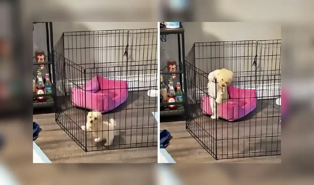 El clip obtuvo alrededor de 2 millones de reproducciones en la red social. Foto: captura de TikTok