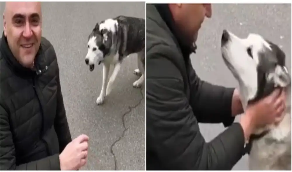 Hombre protagoniza emotivo reencuentro con su perro que se perdió durante los combates en Ucrania. Foto: captura de YouTube.
