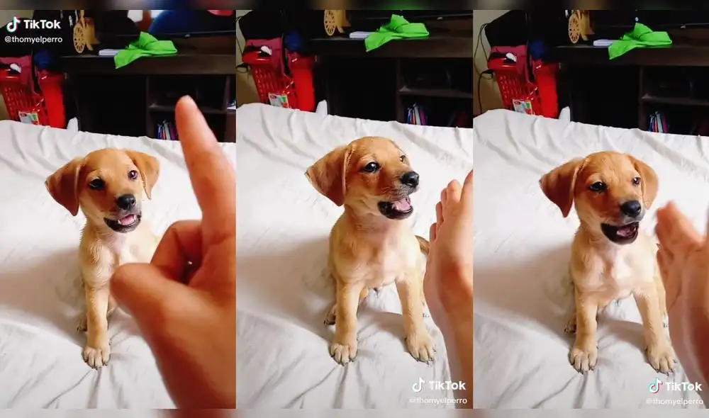 El perrito se encontraba sentado en la cama de su dueño. Foto: captura de TikTok El perrito se encontraba sentado en la cama de su dueño. Foto: captura de TikTok