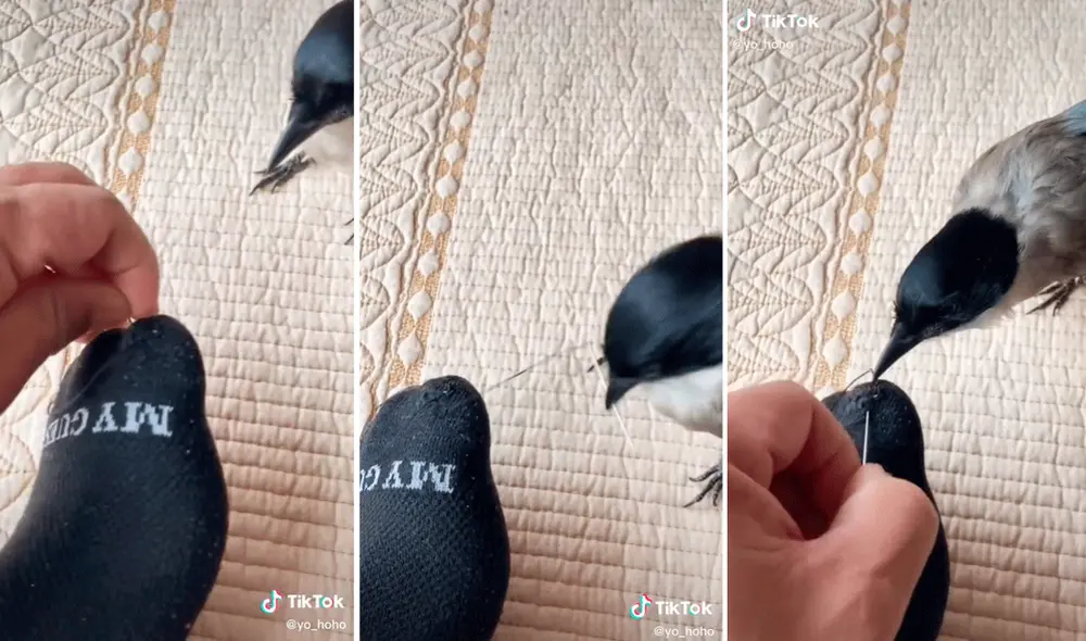 El pajarito no lo pensó dos veces para ayudar a su dueño a remendar su calcetín. Foto: captura de TikTok