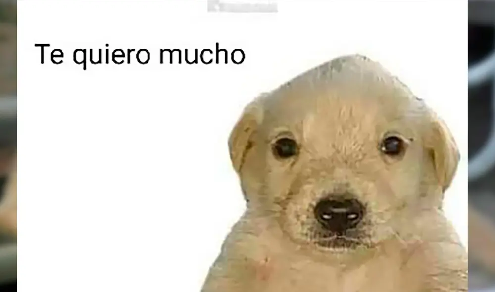 El meme del perrito "Te quiero mucho" ganó popularidad debido a los Juegos Olímpicos de Tokio 2020. Foto: captura de TikTok