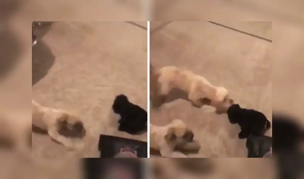 El clip obtuvo alrededor de 6 millones de reproducciones. Foto: captura de TikTok