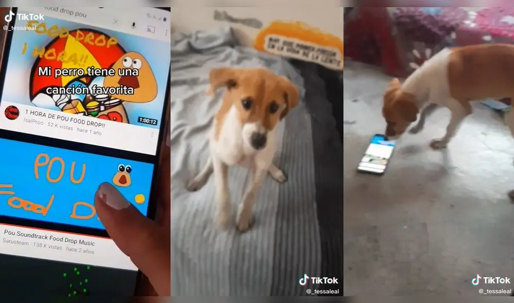 El perrito estaba en la cama de su dueña. Foto: captura de TikTok El perrito estaba en la cama de su dueña. Foto: captura de TikTok