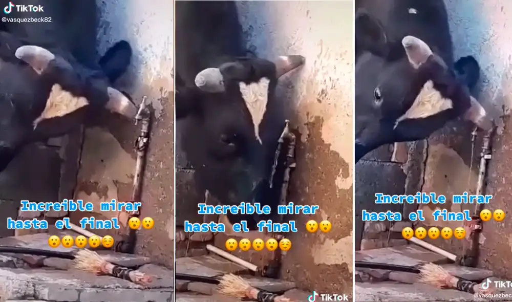La vaca se ganó los aplausos de los usuarios por su habilidad y consideración al momento de saciar la sed. Foto: captura de TikTok La vaca se ganó los aplausos de los usuarios por su habilidad y consideración al momento de saciar la sed. Foto: captura de TikTok