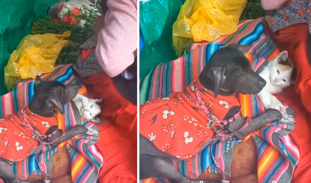 Una mujer fue testigo del tierno comportamiento de unos pequeños animales, los cuales estaban al lado de una vendedora ambulante. Foto: captura de Facebook