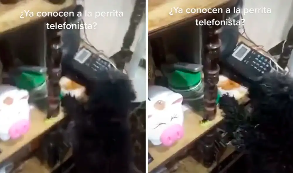 Una mujer grabó el preciso momento en que su perrita levantó el auricular con su hocico, al escuchar el timbre de su teléfono. Foto: captura de Facebook Una mujer grabó el preciso momento en que su perrita levantó el auricular con su hocico, al escuchar el timbre de su teléfono. Foto: captura de Facebook