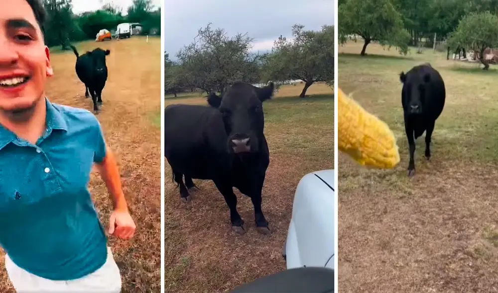 Cada vez que termina de trabajar, el joven acude a una granja para pasar tiempo con su ‘amiga’ llamada Clota. Foto: captura de YouTube