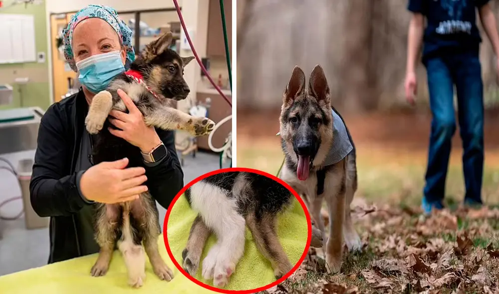 Raga fue rescatado a pocas semanas de nacido por un grupo de voluntarios. Sin embargo, descubrieron que tenía cuatro testículos, dos colon y vejigas. Foto: Robert Scheer/ IndyStar Raga fue rescatado a pocas semanas de nacido por un grupo de voluntarios. Sin embargo, descubrieron que tenía cuatro testículos, dos colon y vejigas. Foto: Robert Scheer/ IndyStar