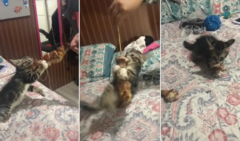 A pedido de los usuarios, la joven Melanie ha compartido en sus redes más contenido relacionado a su pequeña mascota. Foto: captura de TikTok