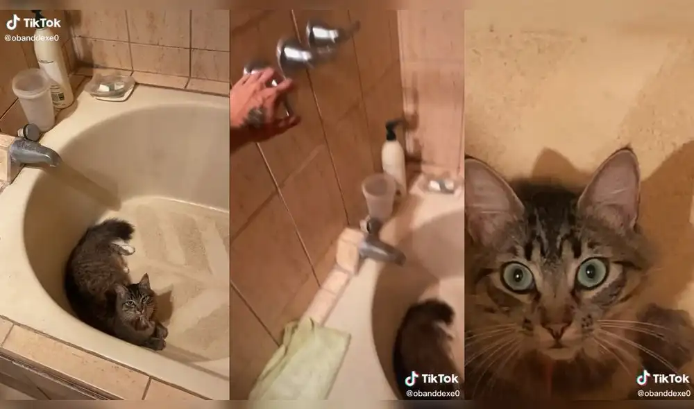 El gatito estaba descansando dentro de la ducha. Foto: captura de TikTok El gatito estaba descansando dentro de la ducha. Foto: captura de TikTok