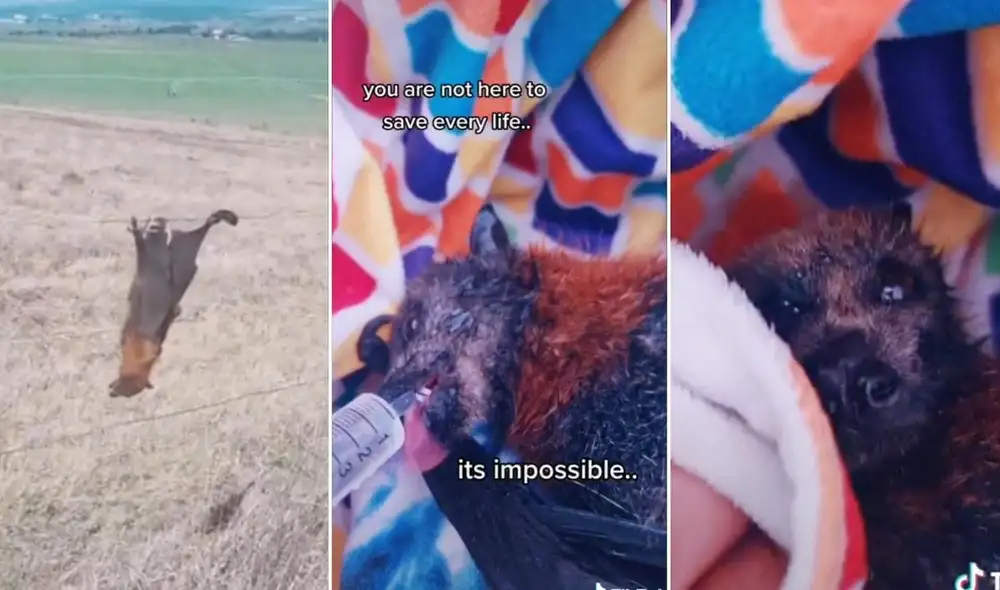 La viral escena fue compartida en diferentes plataformas sociales y logró obtener millones de reproducciones en poco tiempo. Foto: captura de TikTok