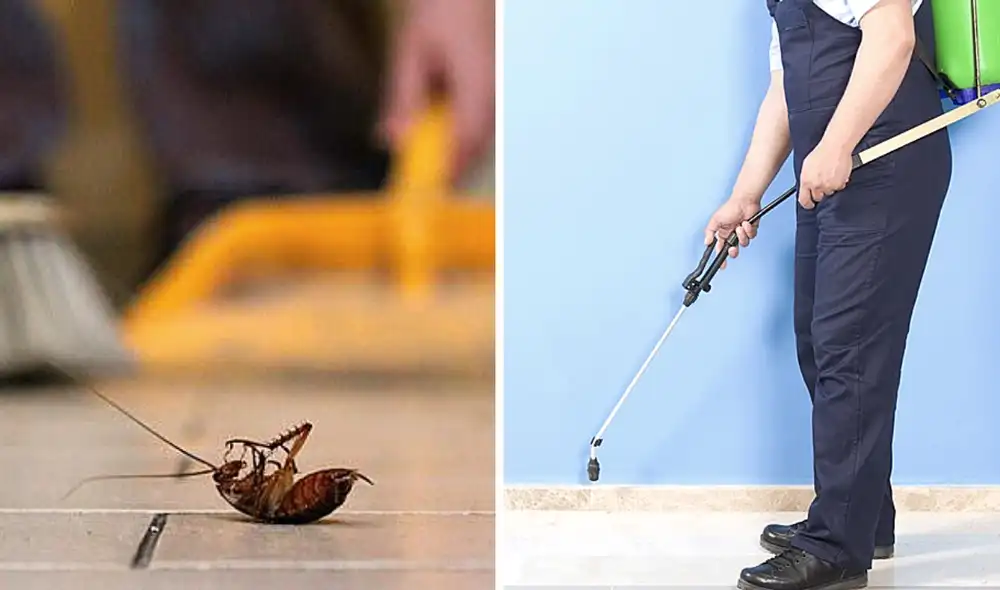 Te compartimos los mejores trucos caseros para poder hacerle un alto a los bichos y plagas de tu hogar. Foto: composición/ Hogarmanía/ Titicupon