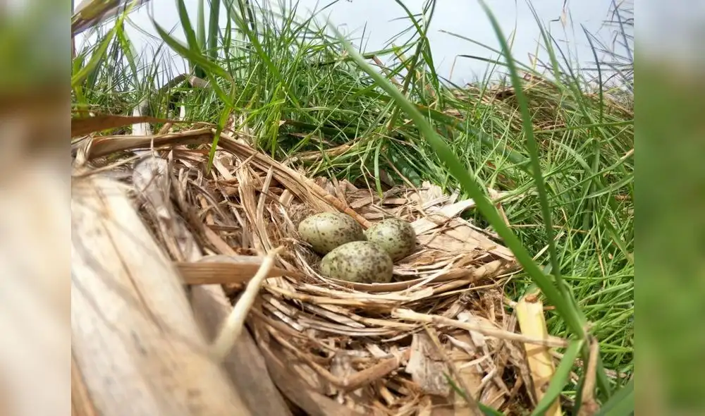 Durante el recorrido, los visitantes podrán apreciar los nidos y los huevos de las aves en tamaño real. Foto: MML Durante el recorrido, los visitantes podrán apreciar los nidos y los huevos de las aves en tamaño real. Foto: MML