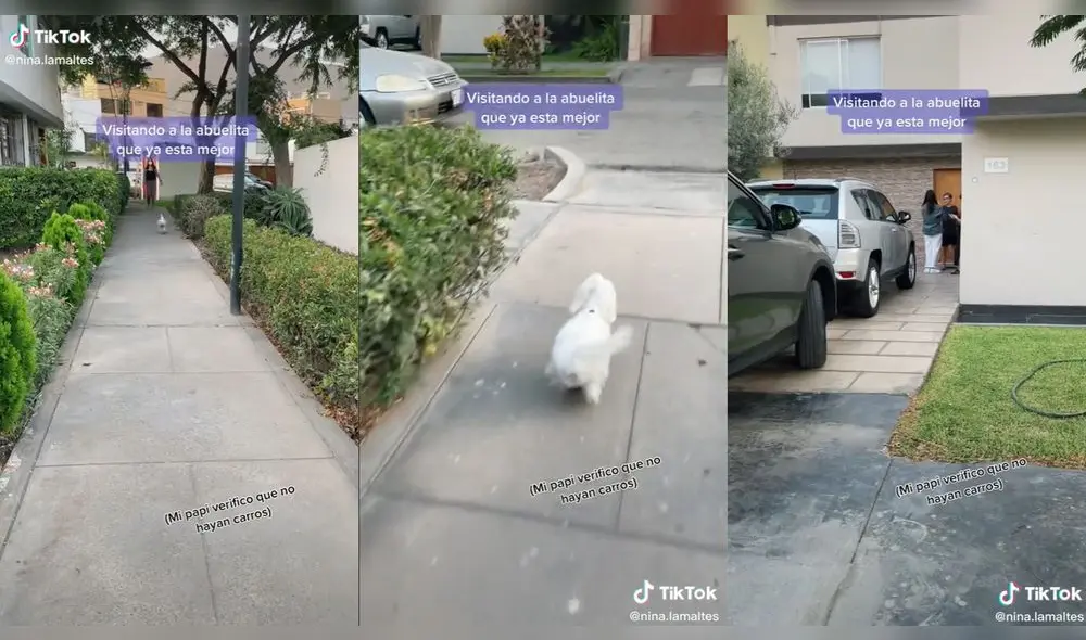 El perrito corrió rápidamente para encontrar a su abuela. Foto: captura de TikTok El perrito corrió rápidamente para encontrar a su abuela. Foto: captura de TikTok