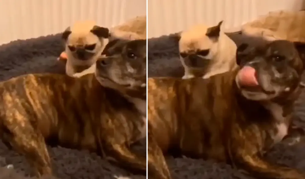 Miles de usuarios quedaron cautivados con esta tierna escena. Foto: captura de Facebook