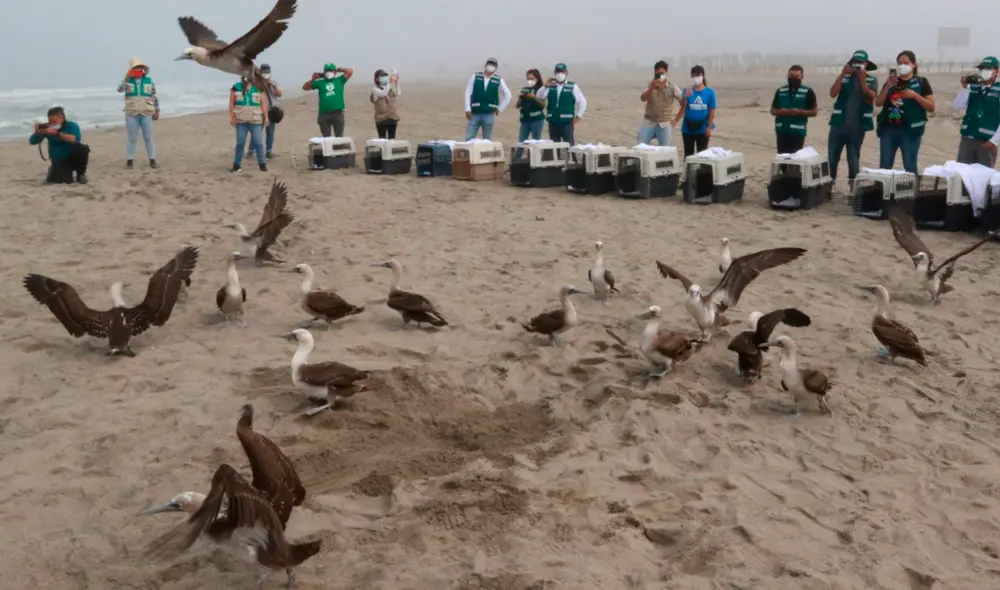 El segundo grupo de aves recuperadas del derrame de petróleo estuvo conformado por piqueros y gaviotas. Foto: Serfor El segundo grupo de aves recuperadas del derrame de petróleo estuvo conformado por piqueros y gaviotas. Foto: Serfor