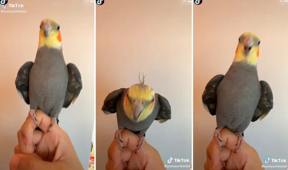 El sonido que emitía el pajarillo dejó asombrados a los seguidores de las redes sociales. Foto: captura de TikTok