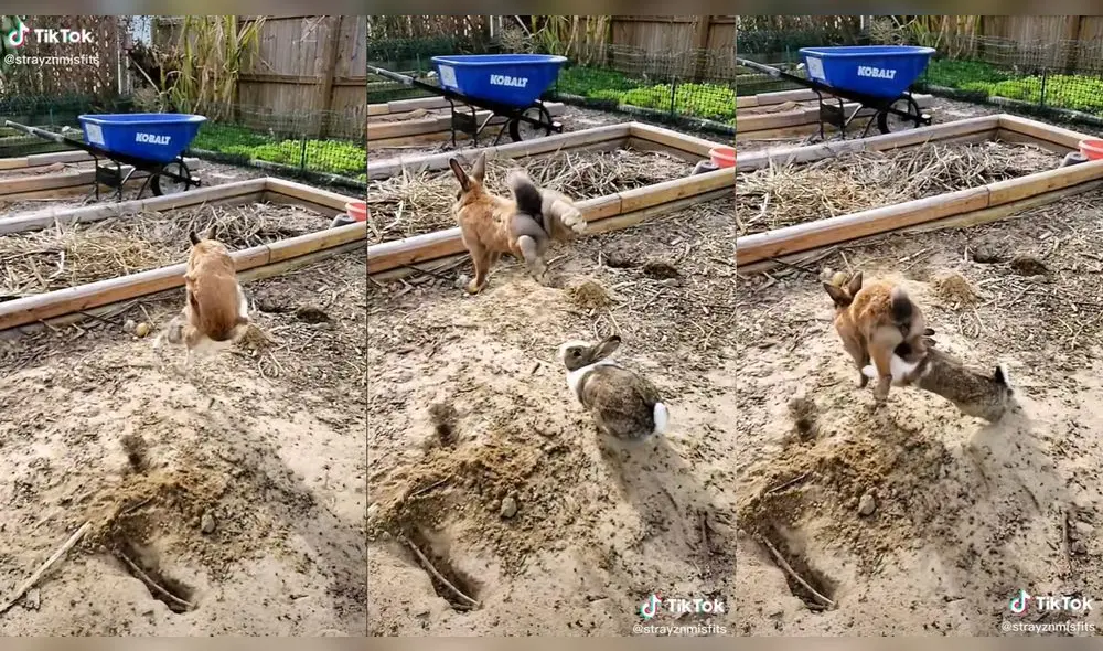 El conejo recibió el impulso de otro animal de su misma especie. Foto: captura de TikTok
