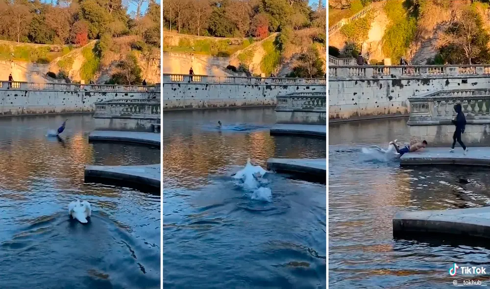 El cisne nadó rápidamente para sacar al joven de su territorio. Foto: captura de TikTok El cisne nadó rápidamente para sacar al joven de su territorio. Foto: captura de TikTok