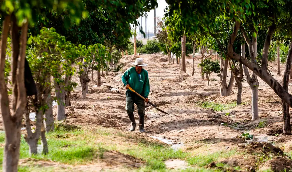 El proyecto será liderado por empresas, voluntarios y autoridades locales. Foto: Andina El proyecto será liderado por empresas, voluntarios y autoridades locales. Foto: Andina