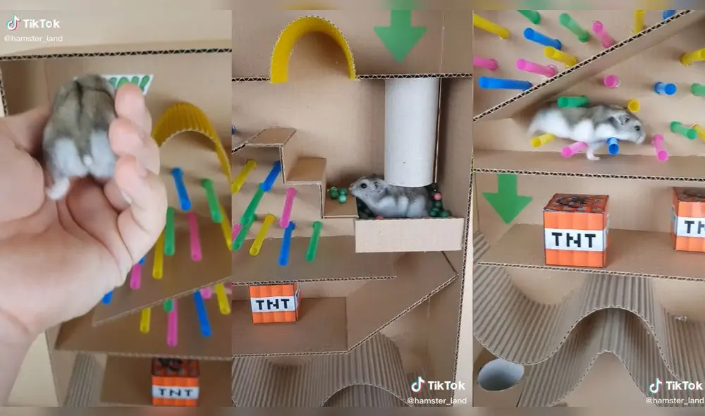 El hámster pasó todos los obstáculos y completo su recorrido. Foto: captura de TikTok
