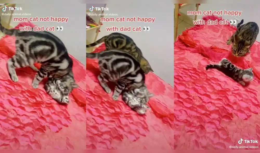 El pequeño minino fue atacado por su progenitor. Foto: captura de TikTok