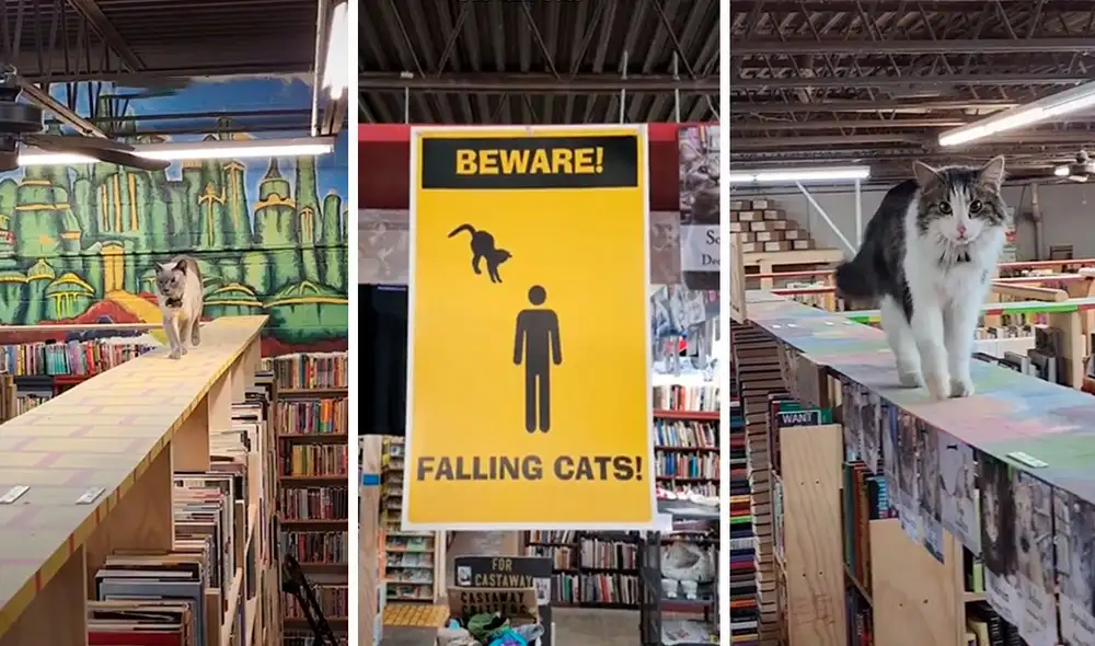 Una pareja remodeló el interior de su negocio con el propósito de brindarle comodidad a los gatos que acogen a diario en la calle. Foto: captura de Facebook