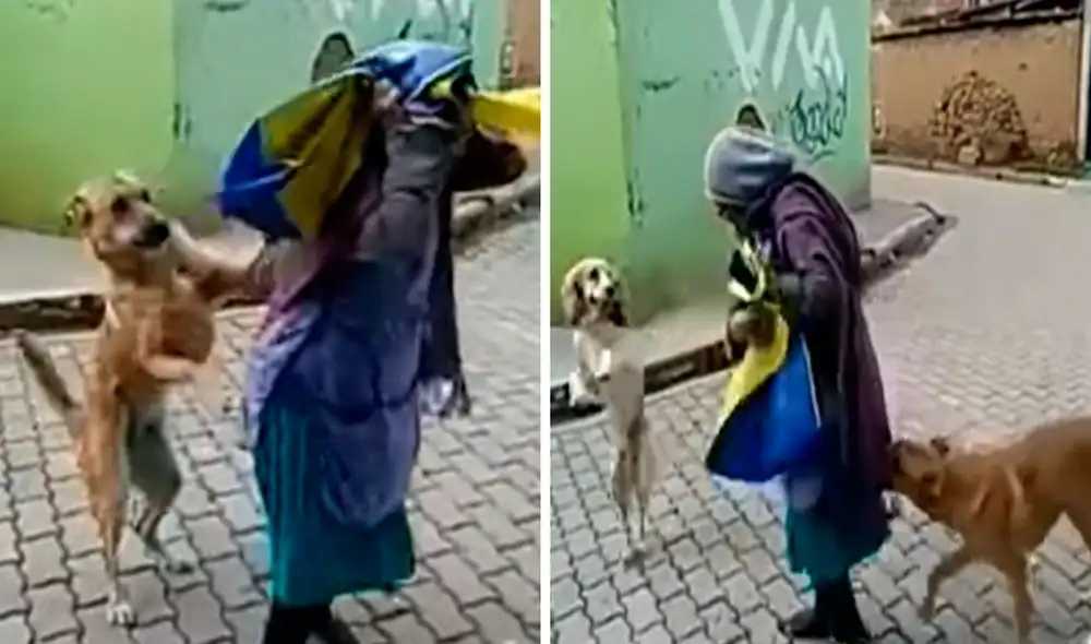 Los animales se mostraron amistosos y juguetones para pasar desapercibidos, ya que querían ocultar sus verdaderas intenciones. Foto: captura de Facebook