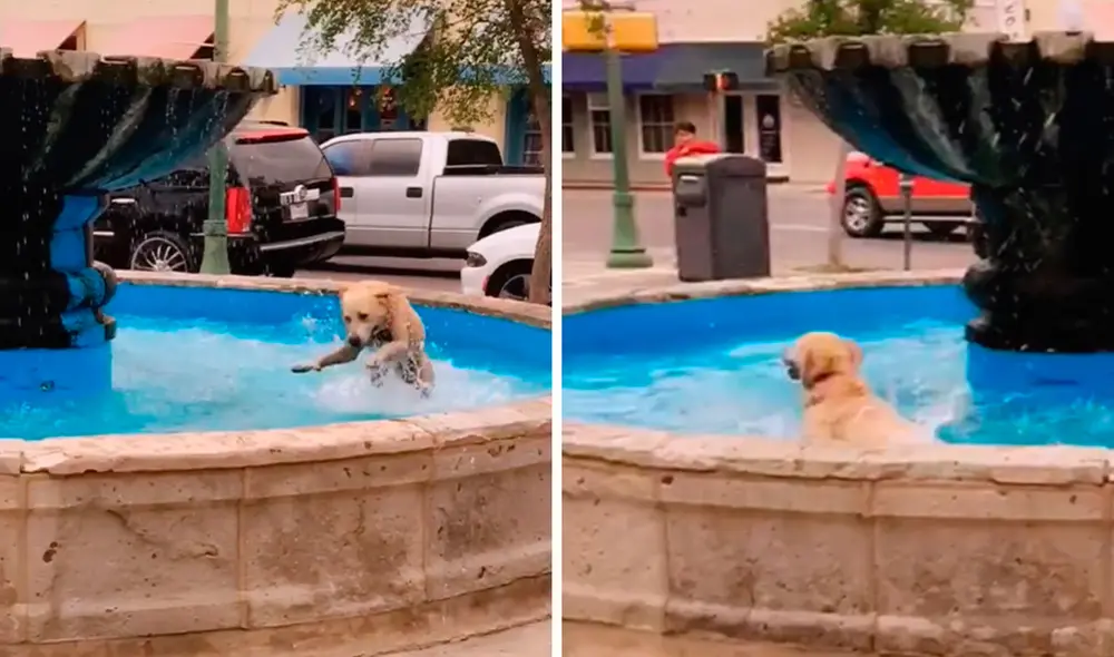 Un joven detuvo su caminata para grabar la travesura de un perro, que no tuvo mejor idea que refrescarse dentro de una pequeña piscina. Foto: captura de TikTok